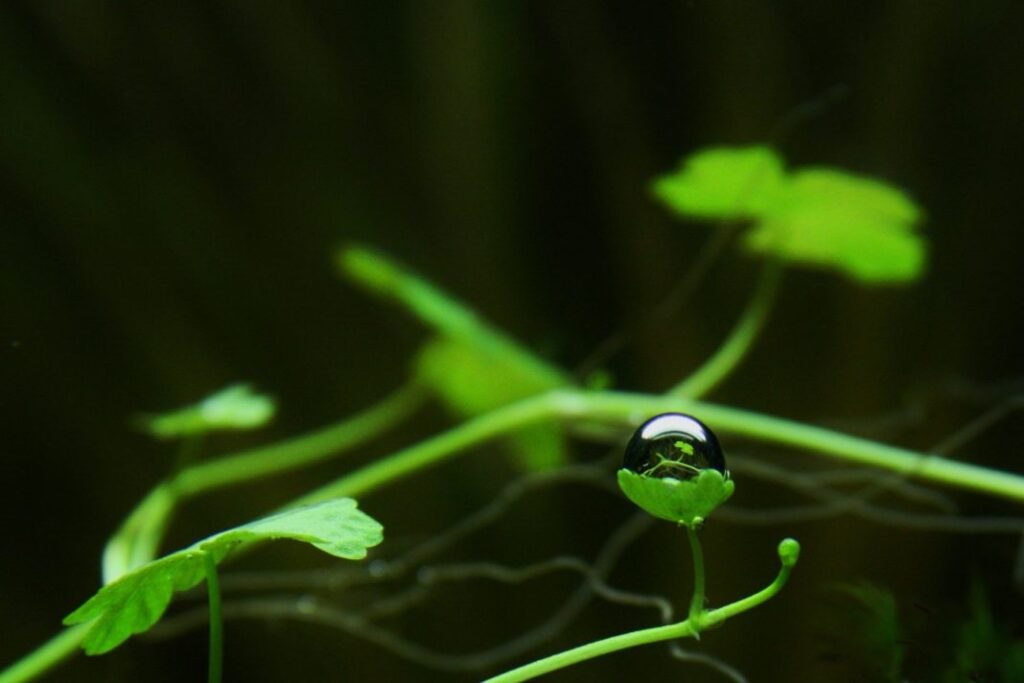 77QVWN T20 Z9EZLA 1068X712 1